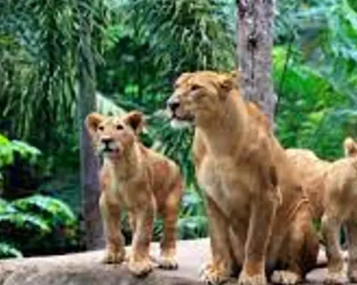 Bali Zoo Ticket